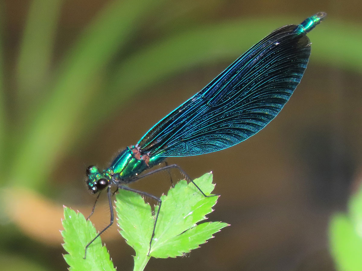 Calopteryx_virgo